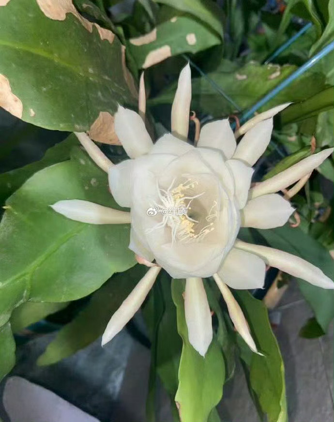 昙花开啦！来许愿啦！ 
