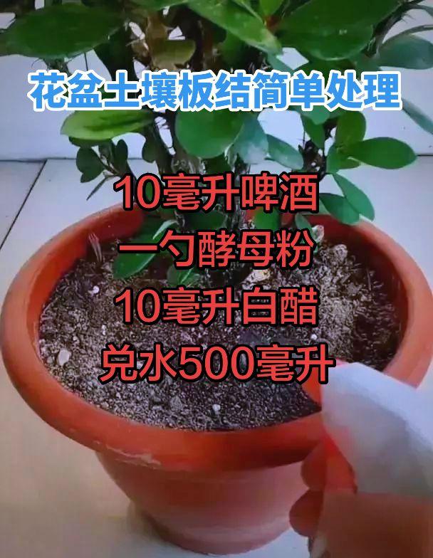 10毫升啤酒，1勺酵母粉，10毫升白醋兑500毫升水解决花盆土壤板结的这个小妙招