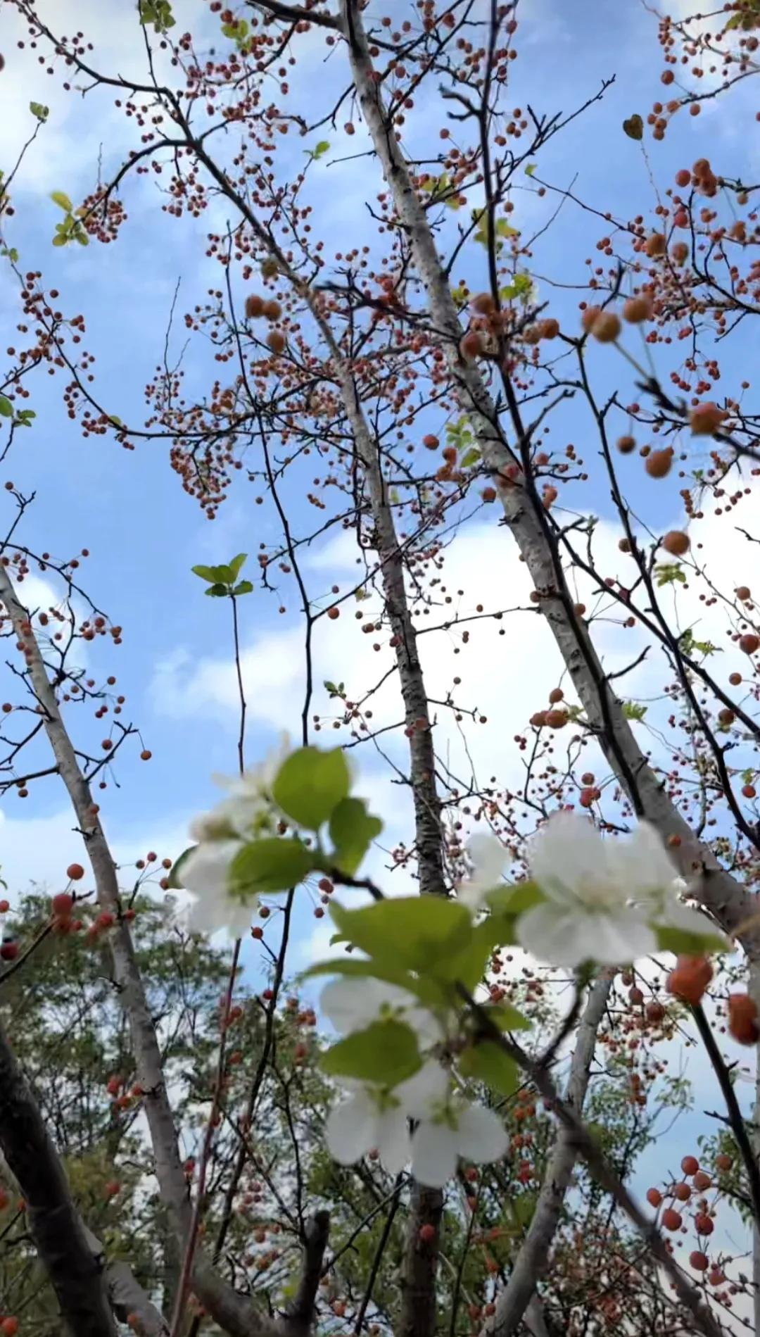 #记录秋日生活点滴#一场秋雨，带着丝丝凉意，悄然洒落人间。它如诗如画，洗净了尘世