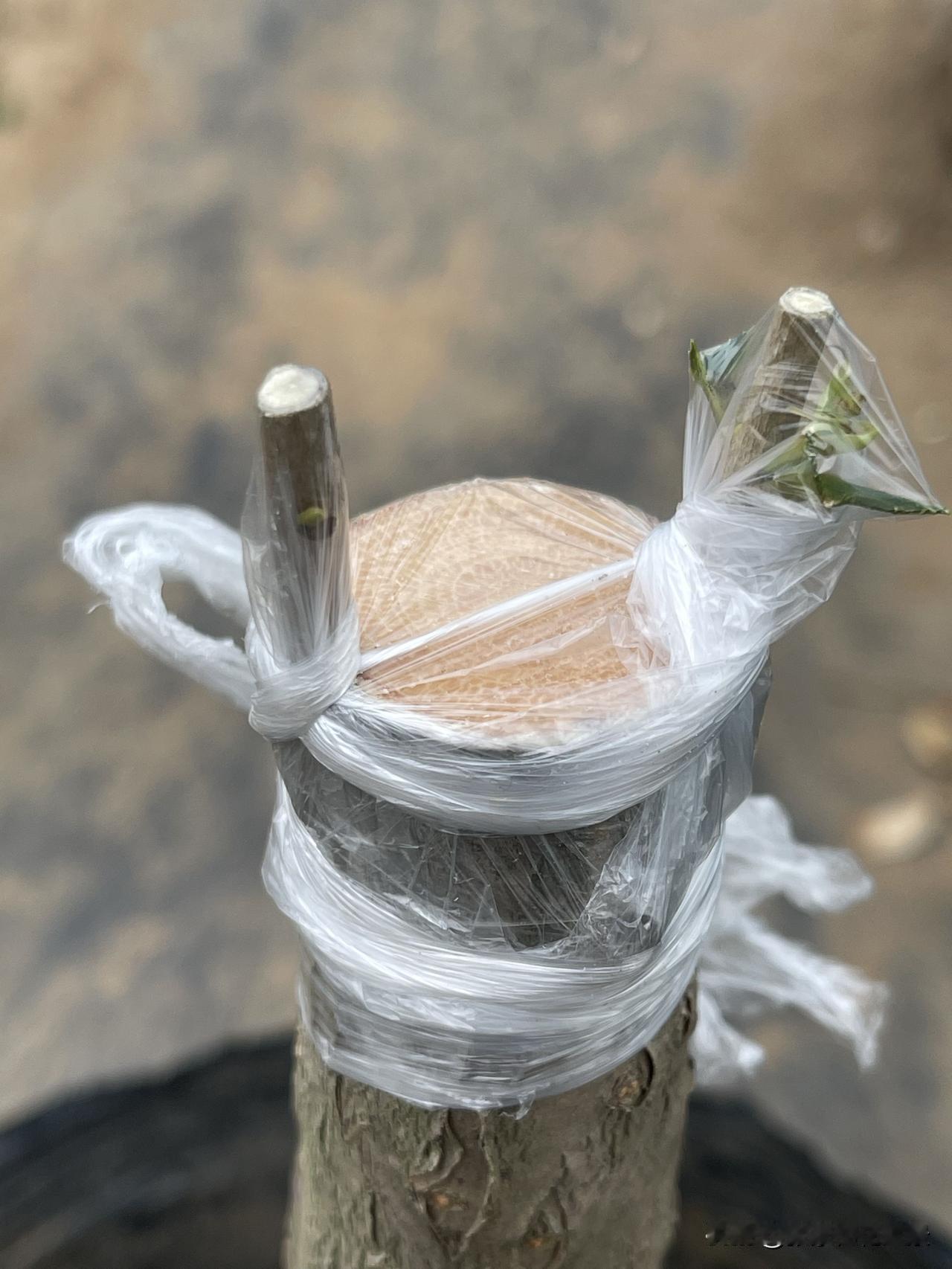 芽接的最佳时间是什么一般选择在春天，树液开始流动，芽点未萌发前嫁接最合适