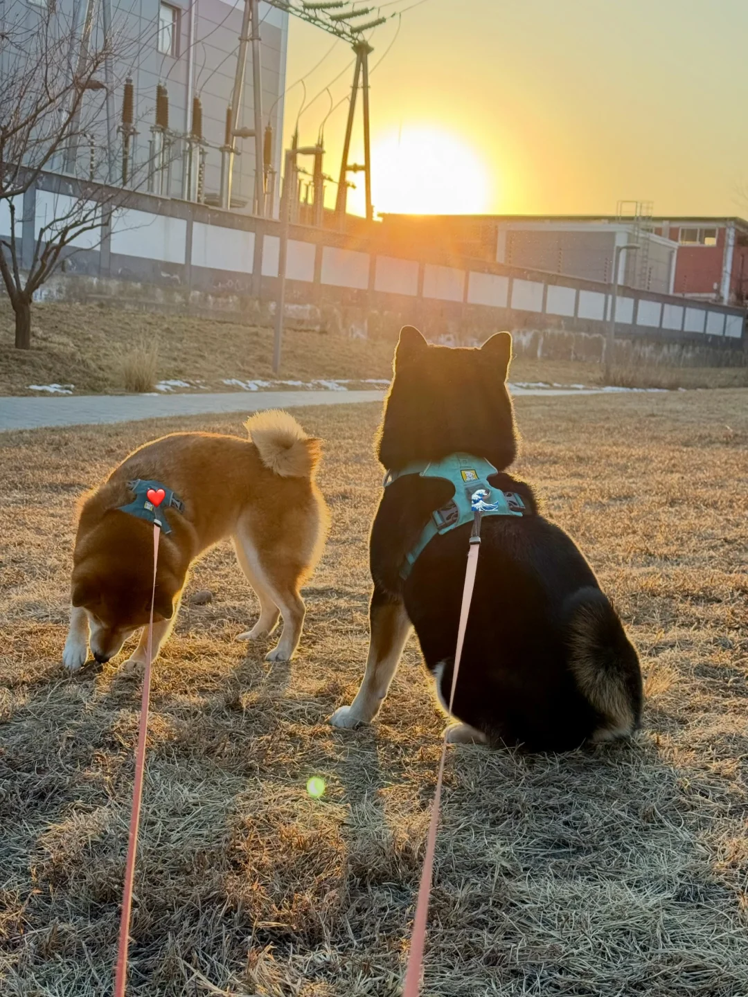 养狗之后特别喜欢记录