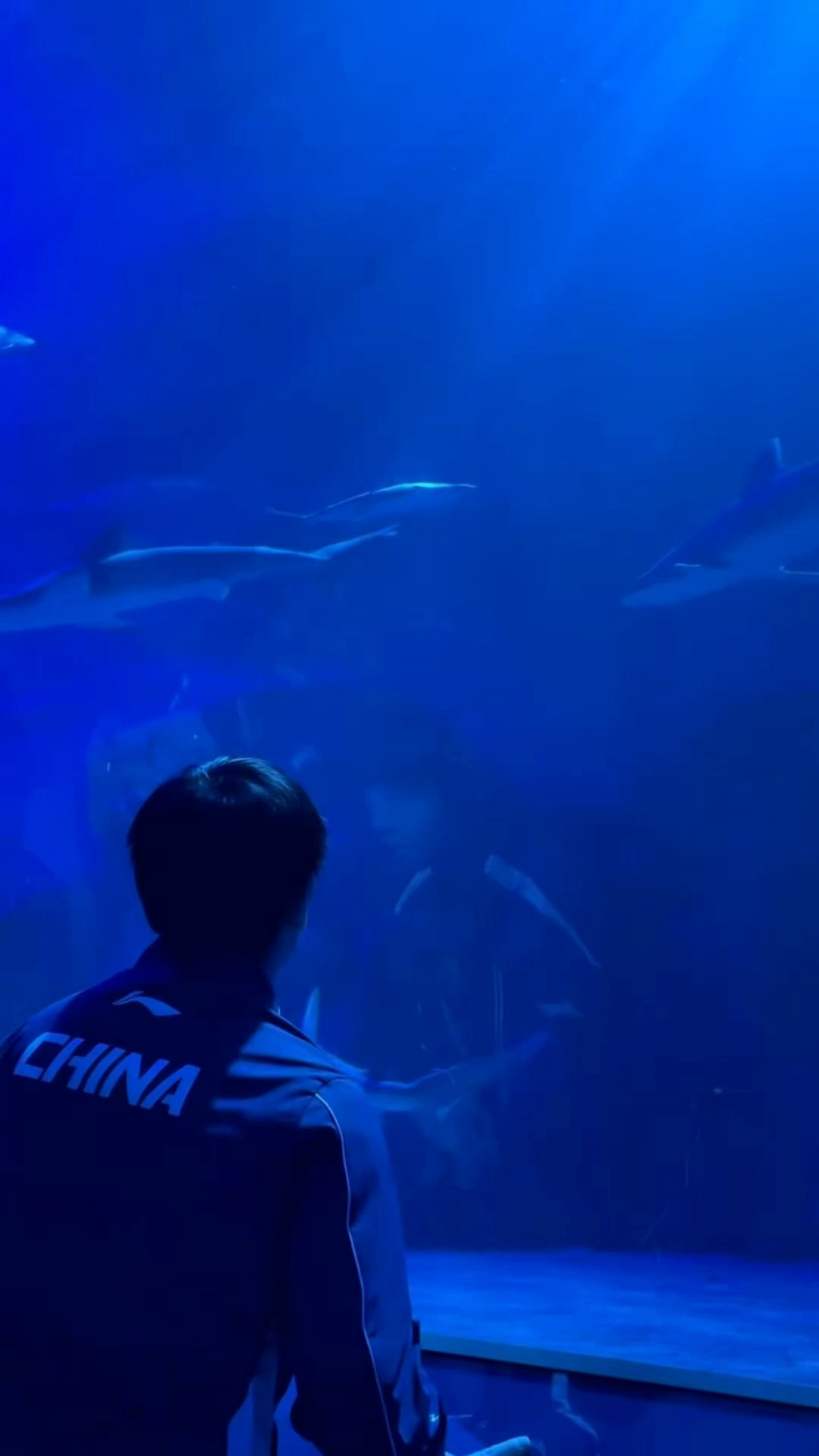 好可爱啊手扶玻璃上贴近看