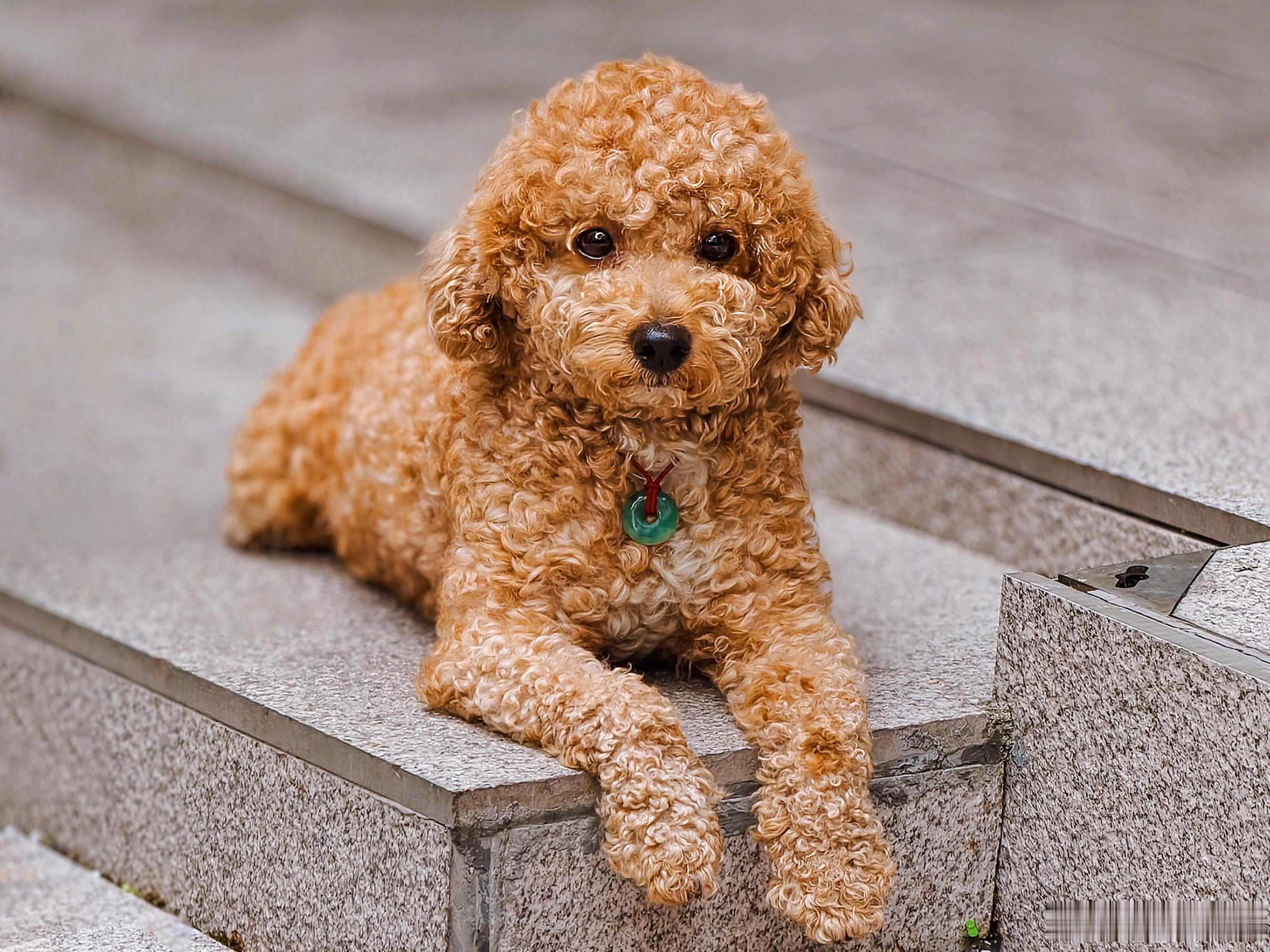 那日街头偶遇戴平安扣的贵宾犬（泰迪）毛茸茸的小卷毛 简直是行走的可爱棉花糖~手机