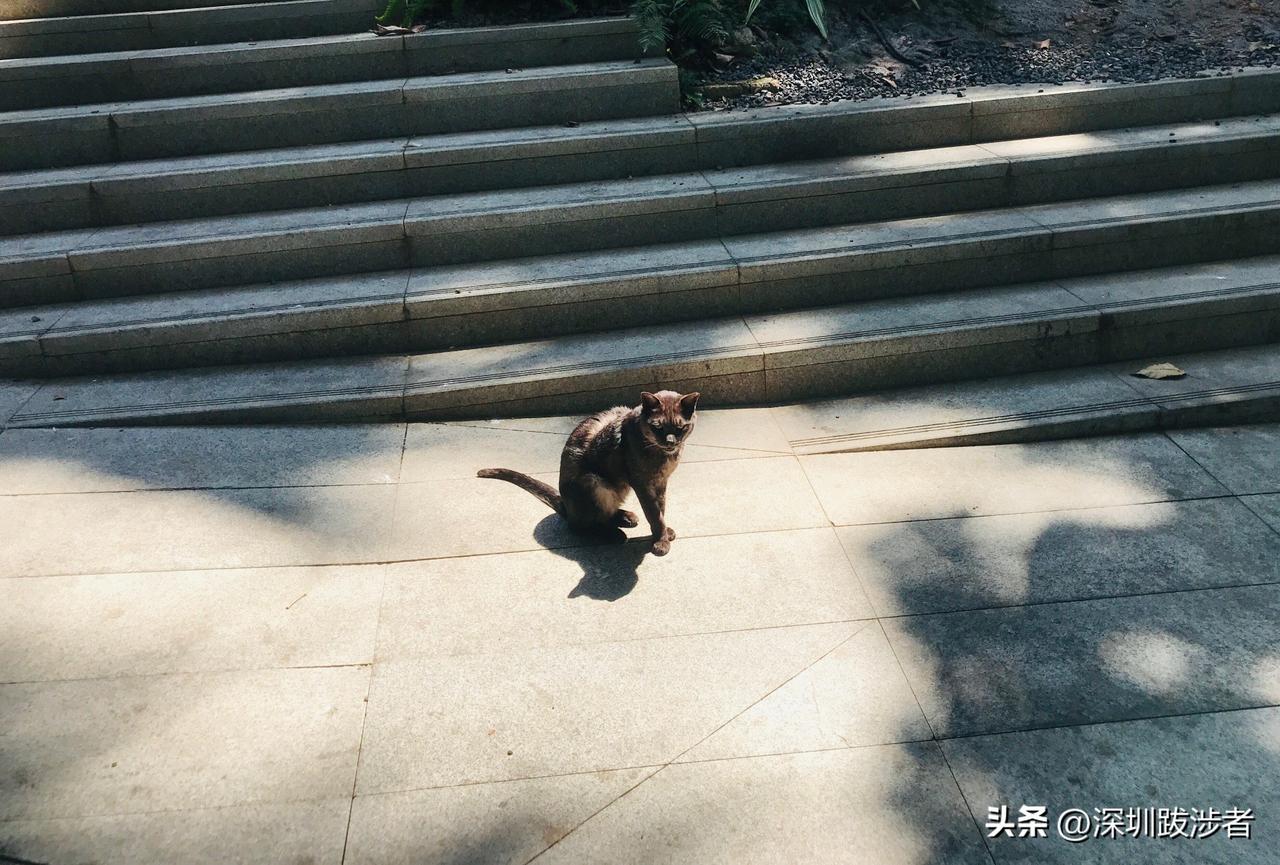 我前几天三下五除二删除了一切求职App，不投了，也不用一次次向我儿子一般年龄的人