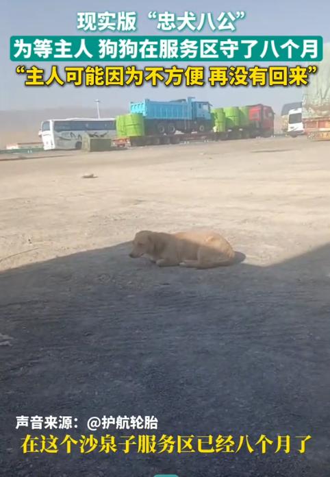 泪目了！新疆精河县，一男子得知狗狗在服务区等待主人8个月，投喂多次，却不愿意跟男