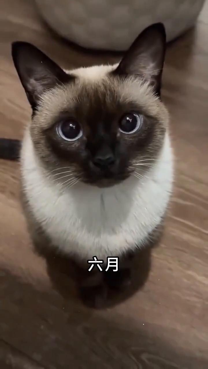 养你时也没想过一年后你能长成这样。
三月、四月、五月、九月、十二月。