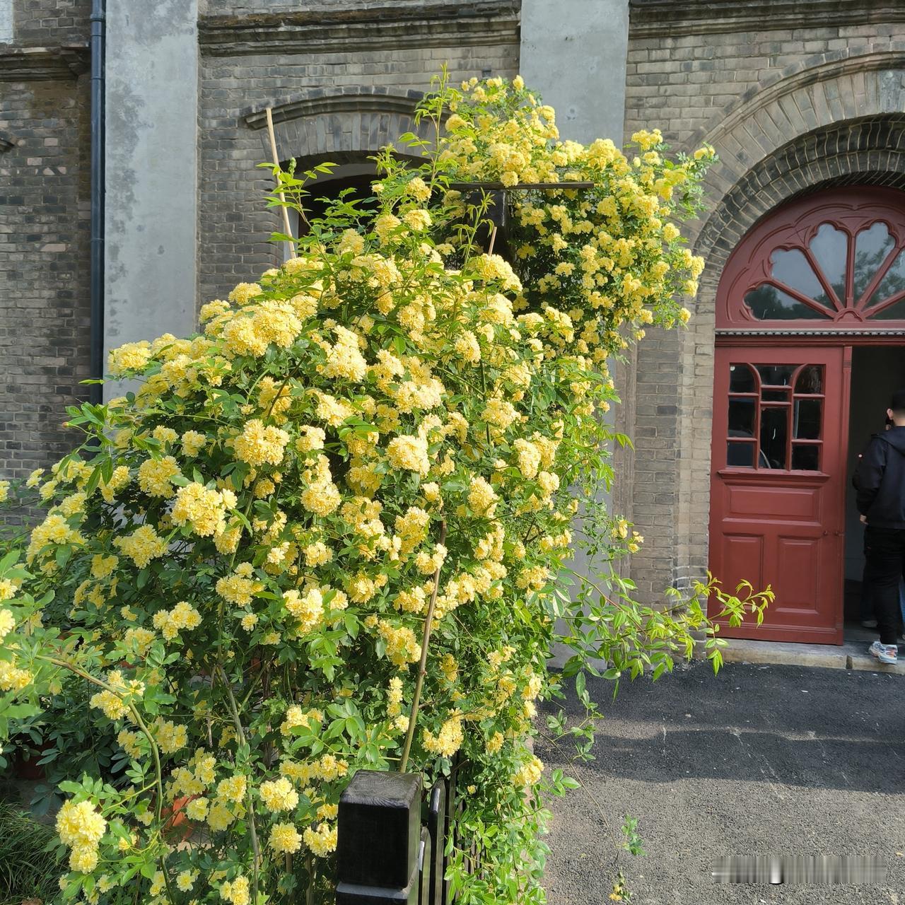 美丽的4月雪不能错过

我们这边有座庄园叫“荩园”，里面有一棵流苏正在开花，据说
