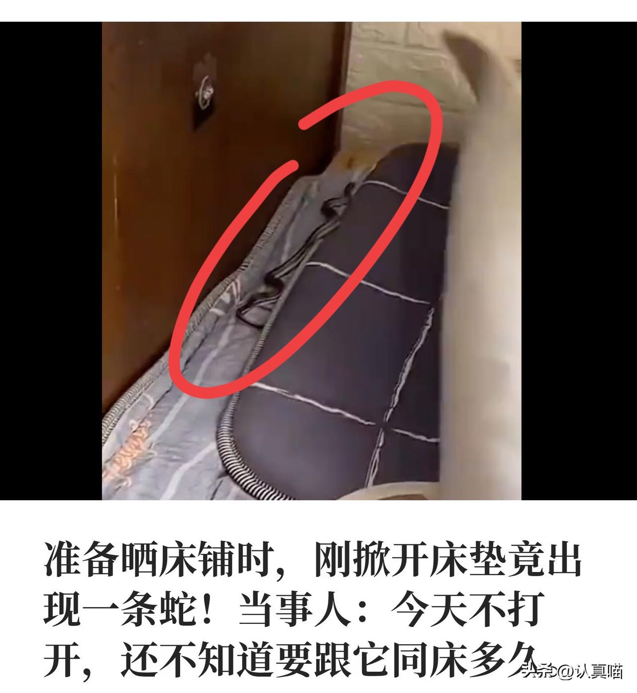 掀开床垫那一秒，
一条黑眉锦蛇正盘在床缝边，
身子一圈圈绕得整整齐齐，光想想那画