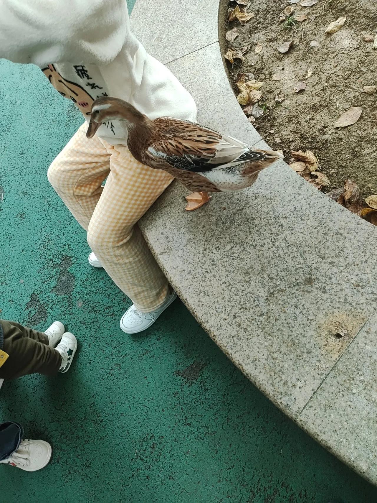  
七绝  养🦆比养🐕更近接近 新韵
一只麻鸭待室烦，主人带至乐游玩。
感恩