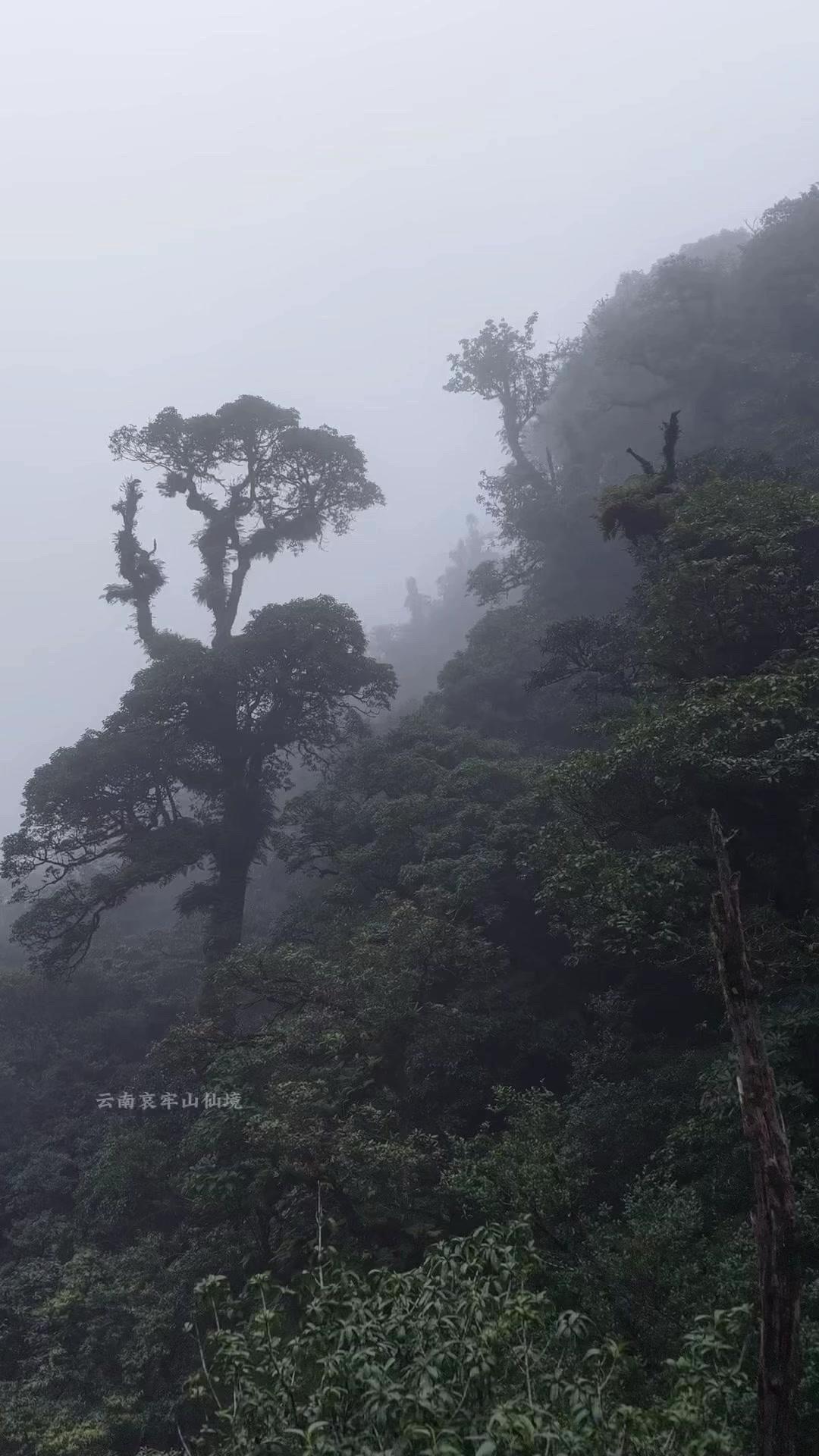 国庆小长假终于有盼头啦！还在纠结去哪儿玩？云南哀牢山真的值得一去！这里不仅有仙境