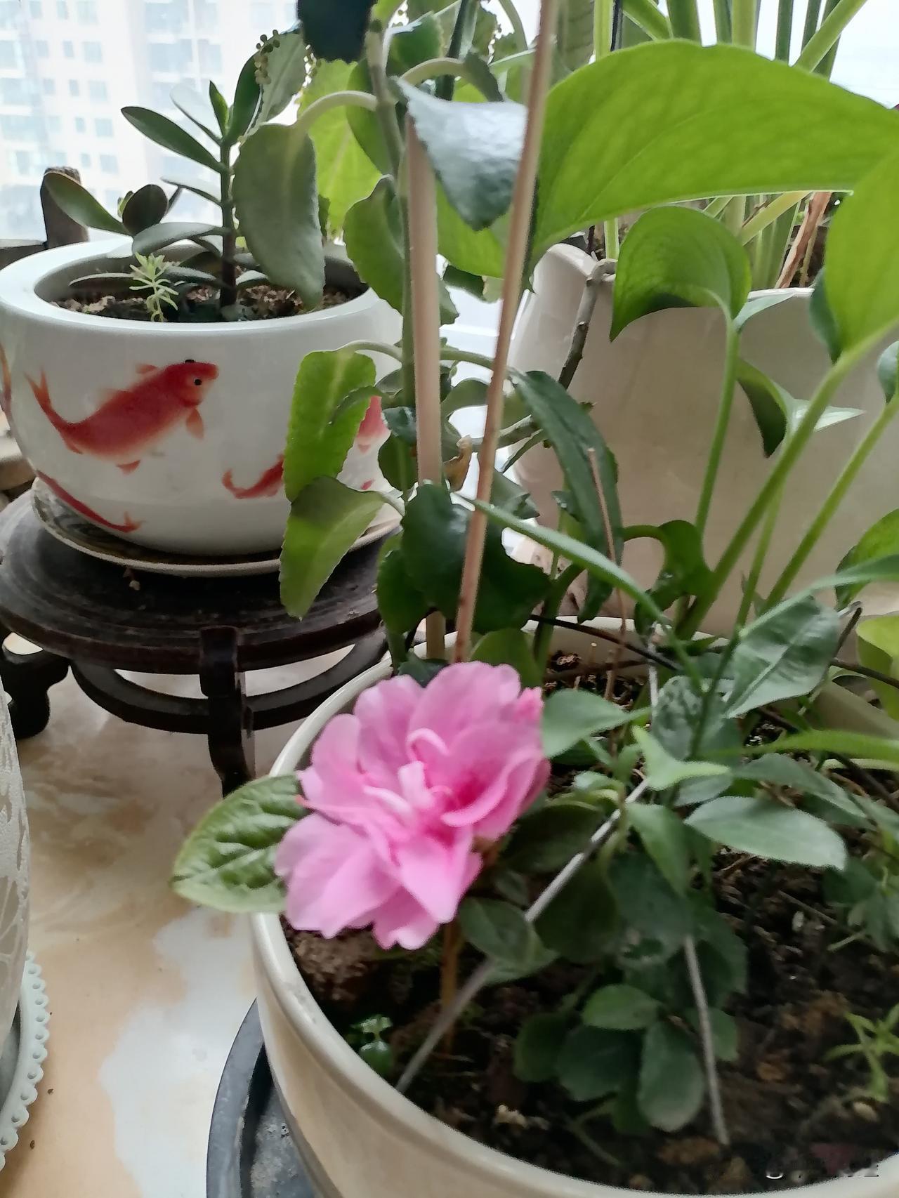 书房中的花开了啊！就像徐祯霞晨起看到月季打苞时的欣喜，这花仿佛也给书房添了别样生