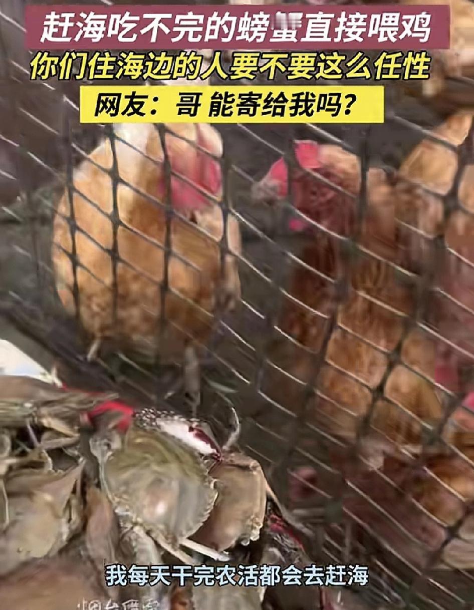 10月7日，山东烟台一男子晒出了自家的鸡翅螃蟹的情景，引起了很多网友们的羡慕，觉