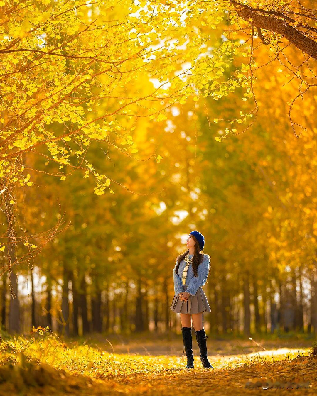 银杏树下，芦苇丛中，照片怎么拍好看？
在这个金秋时节，银杏叶的金黄与芦苇的轻摇，