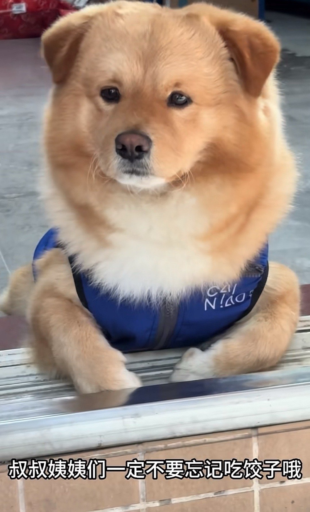 今晚不如看抖音小狗有趣 