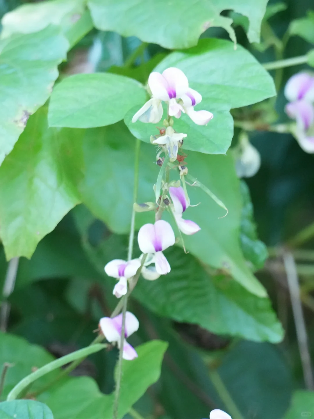 植物笔记499｜允许伟大允许渺小