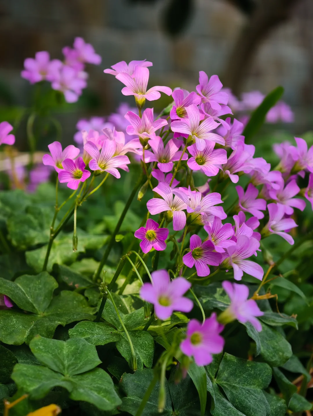 你会为路边这些小野花停留吗❓️