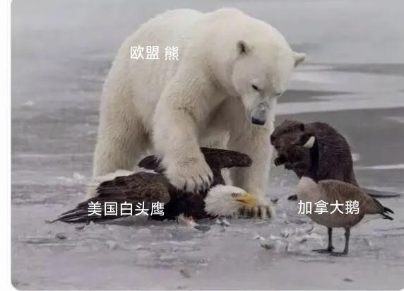 气死特朗普
★美国对自己亲密盟友加拿大进行全面血腥经济制裁。加拿大总理卡尼也不示