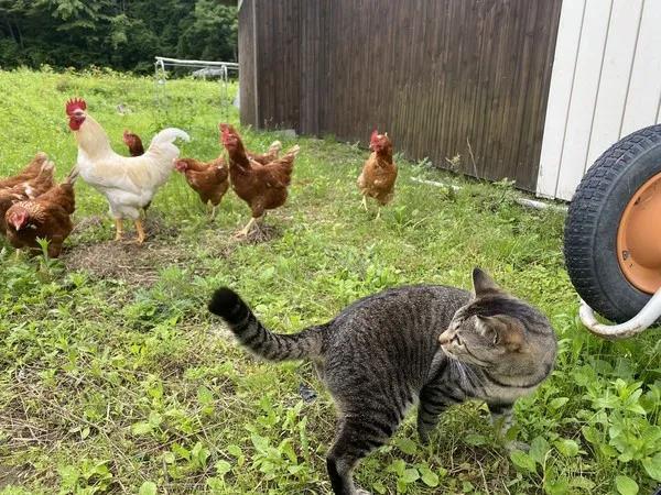 日本一位网友家中养了11只鸡和1只猫。不久前，他因身体不适躺在床上休息，睡醒后发