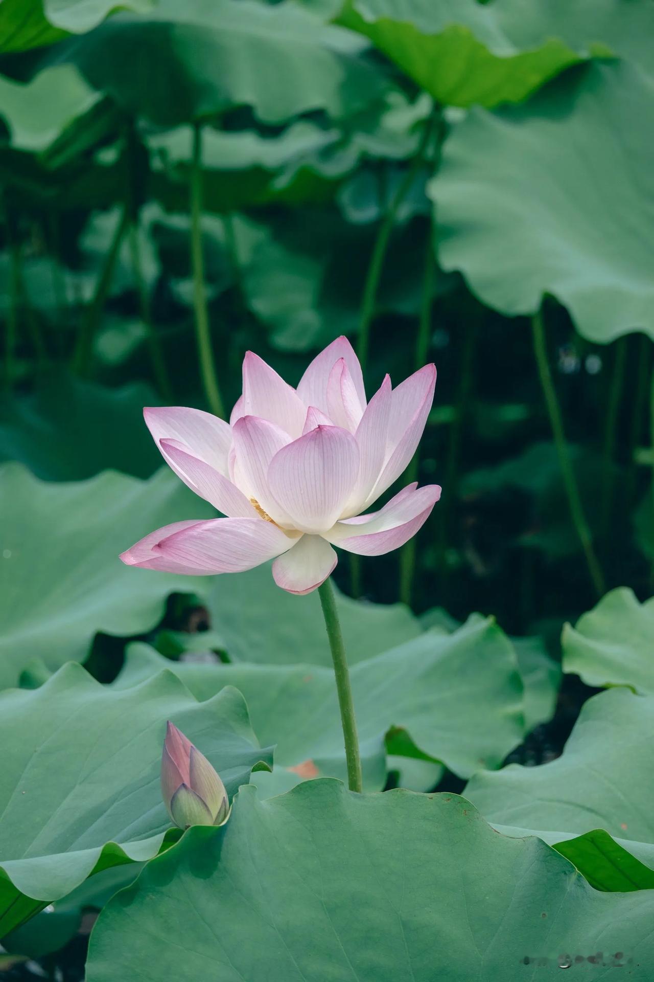 华为 Pura 80 （新镜组）
F1.4~F4.0 可变光圈 SC585XS 