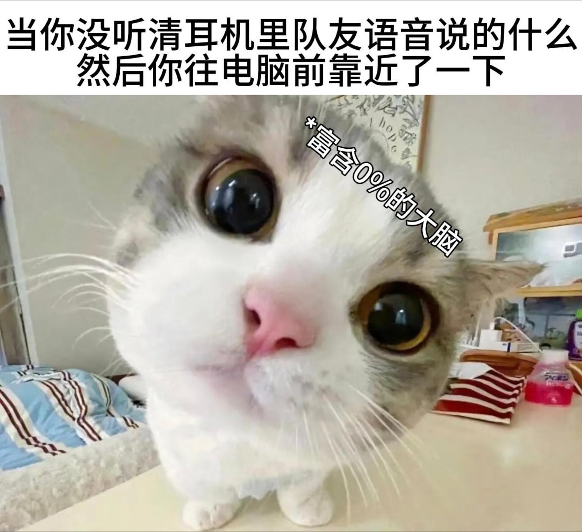 心情低落时请服用猫meme9件套💫meme