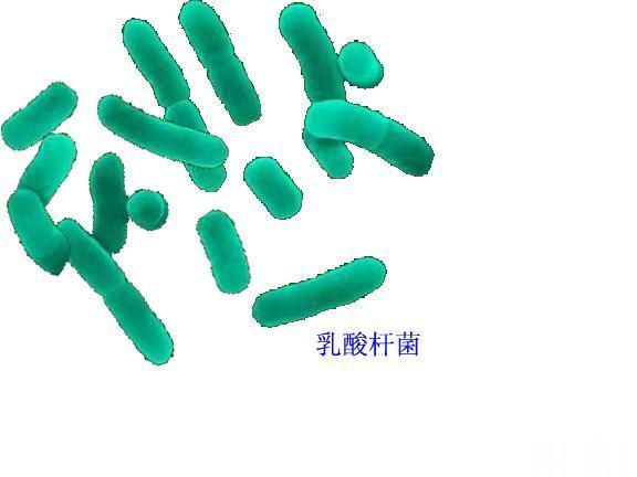 便秘吃哪种益生菌最管用不存在便秘吃哪种益生菌最管用这一说法。便秘可以吃双歧杆菌三