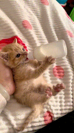 恁瞅瞅这只小橘猫，从小就没了妈妈，真是让人心疼坏了。小家伙可争气了，喝奶的时候自