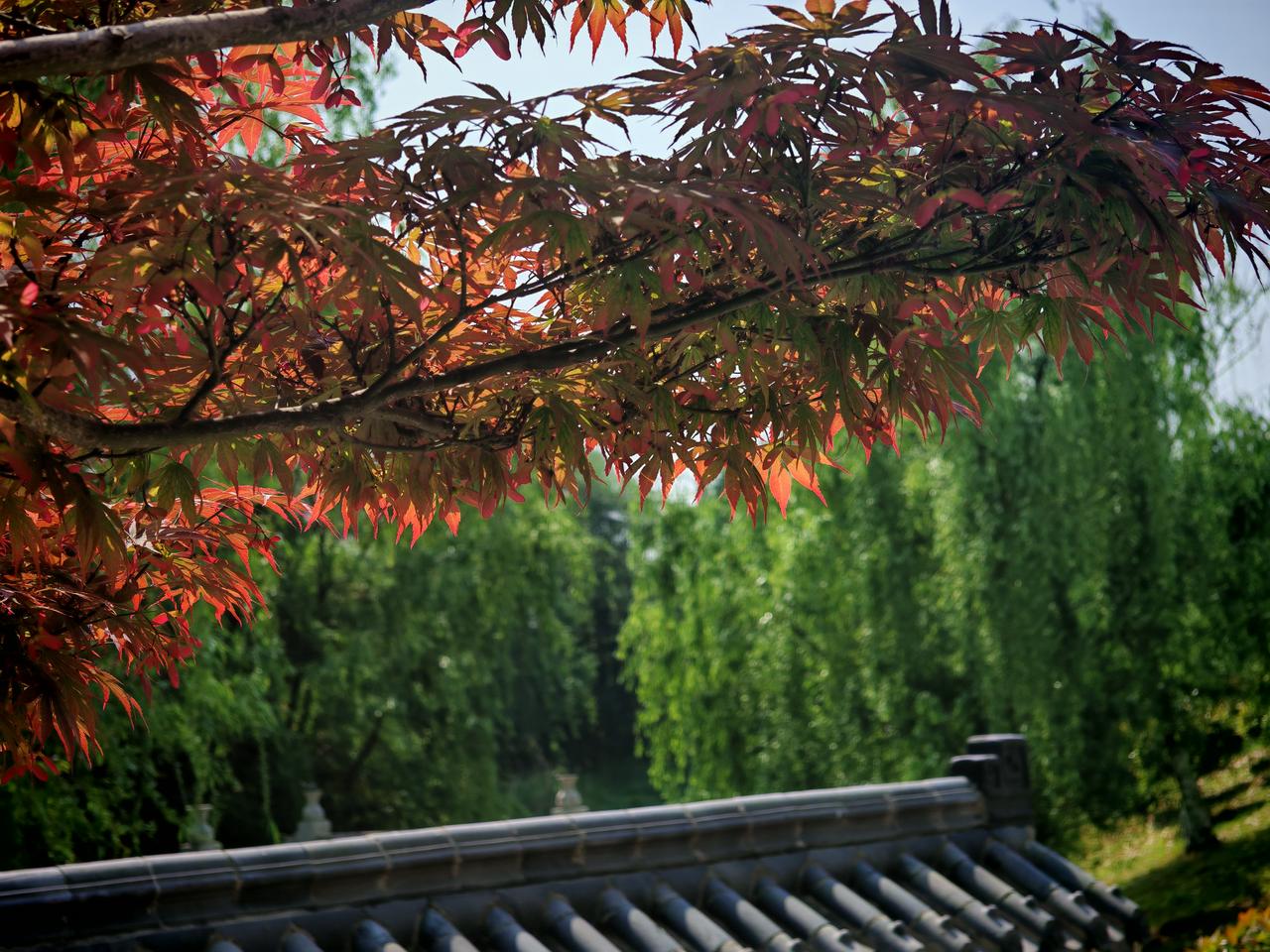 春色满园关不住，一枝红杏出墙来。