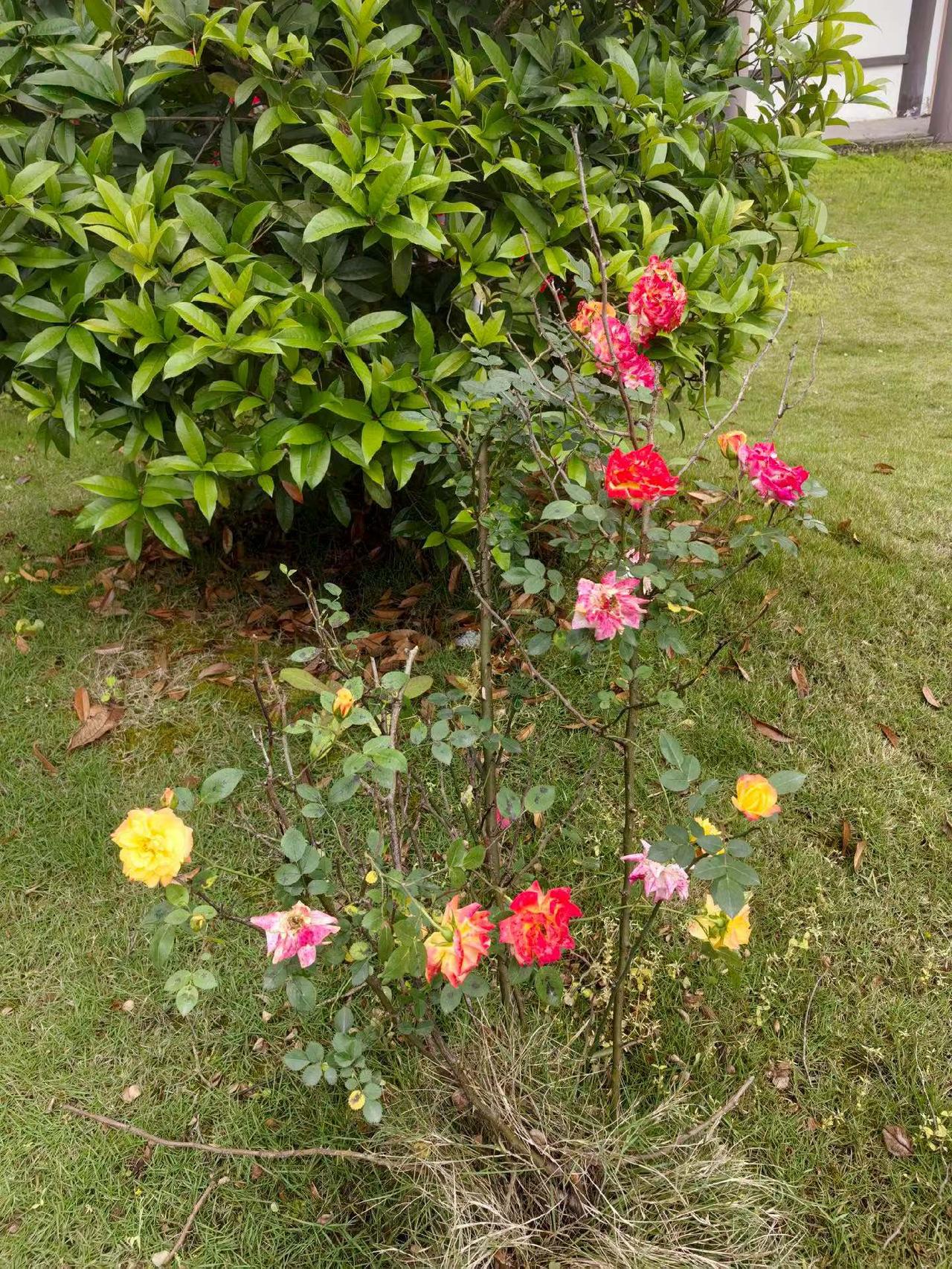 一株花，结出5彩花朵。