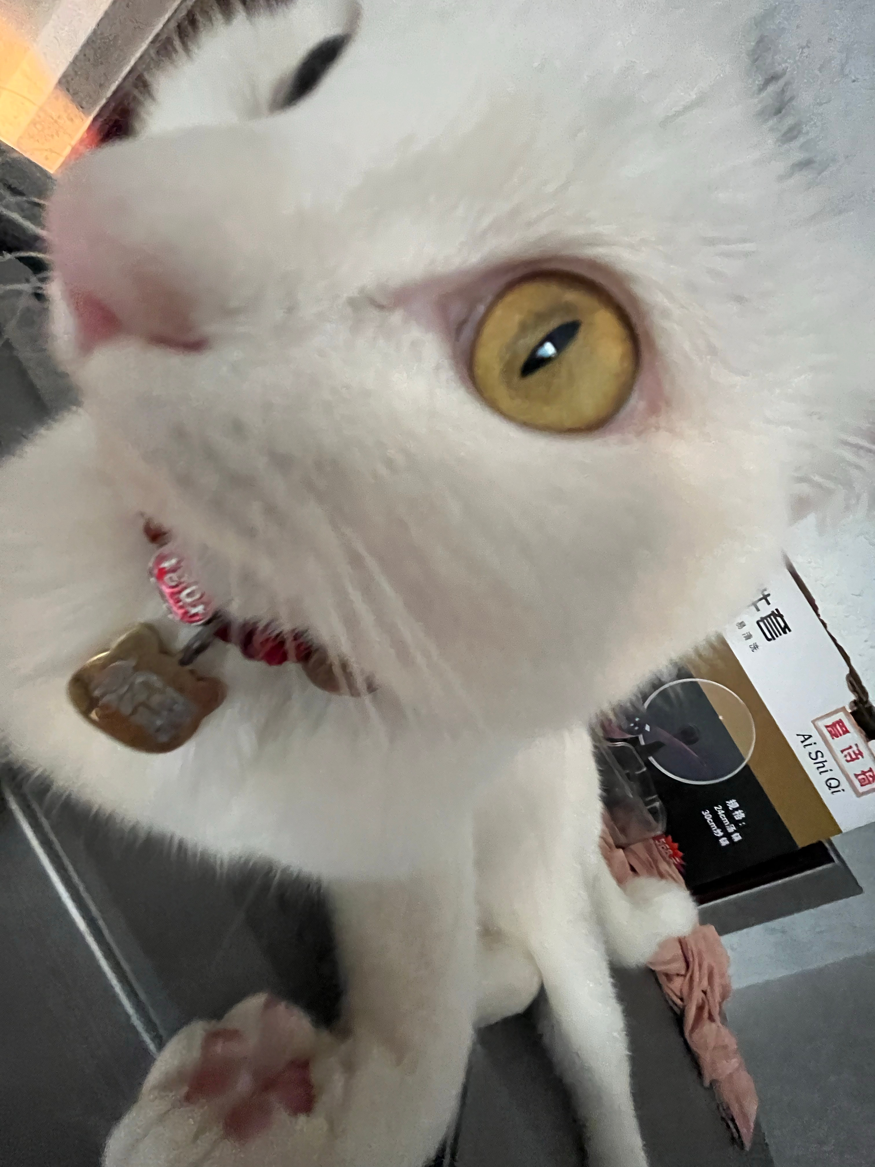 一群神人就喜欢这么拍小猫怎么了 ​​​