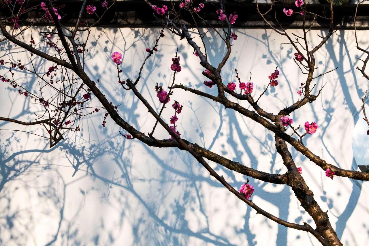 南京明孝陵红楼艺文苑。南京明孝陵红楼艺文苑风光摄影 我的摄影日记 风景摄影 摄影