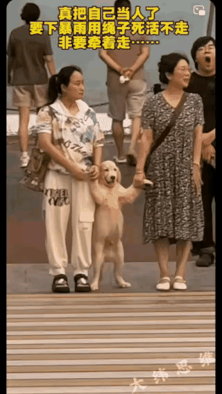大街上亮丽的风景线？这一幕，可真让人惊掉下巴！大街上，俩女子领着狗狗过斑马线，狗