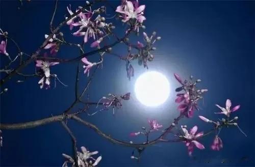 昨夜，一轮明月走进了我的梦乡里，她是那么的美丽温柔，那么的纯洁，吸引了我钟情的目