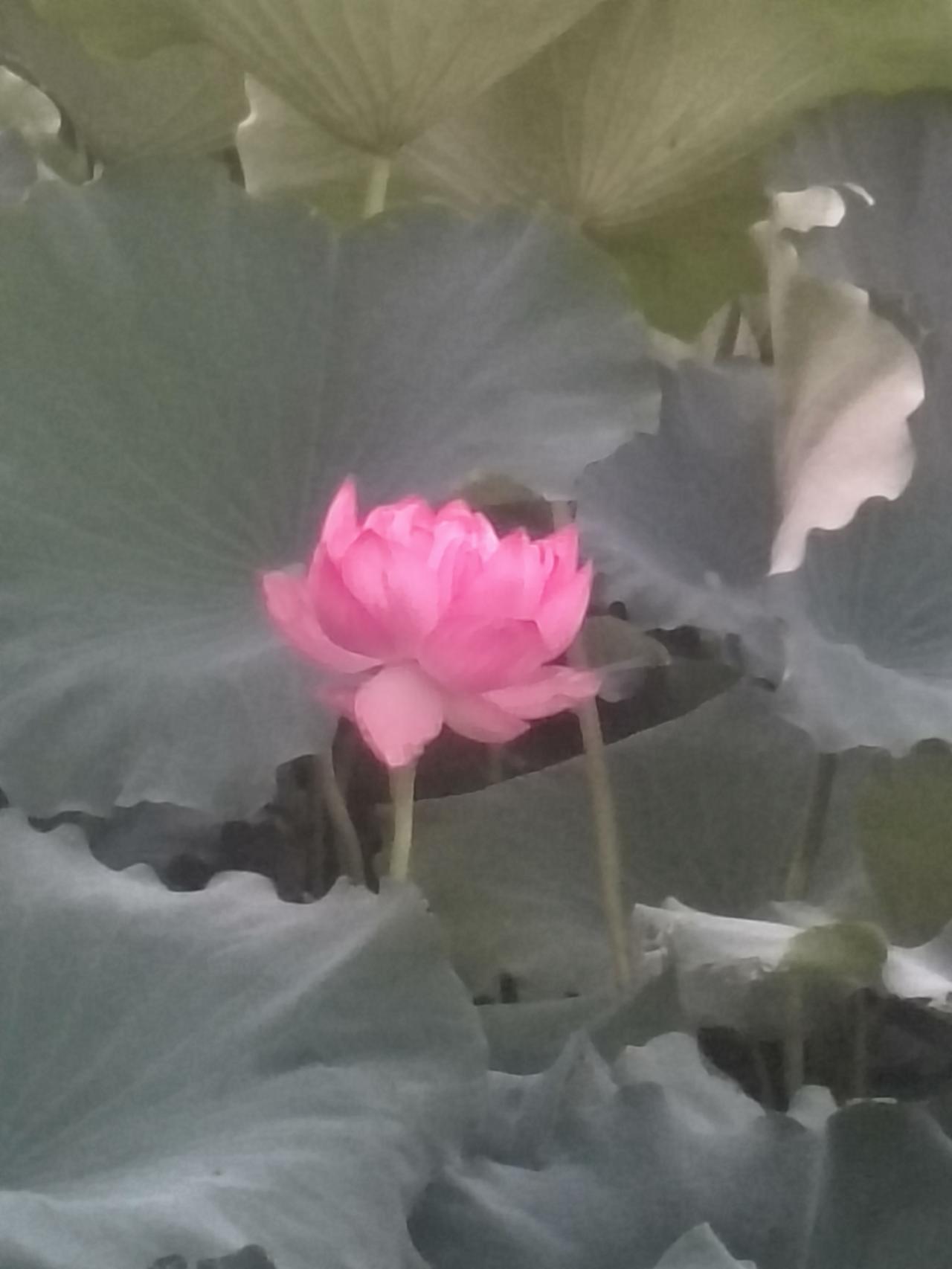 龙湖公园里美丽的荷花。