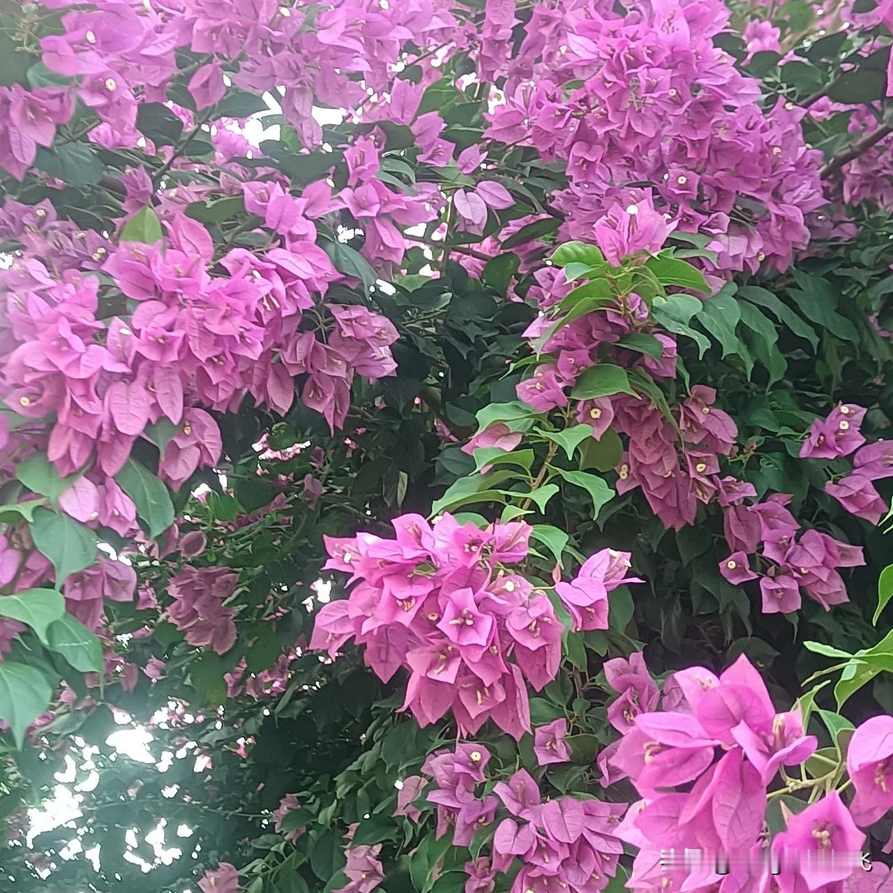 十二月的第三天，祝大家好运连连，心想事成，财源广进，幸福快乐！
冬日生活打卡季