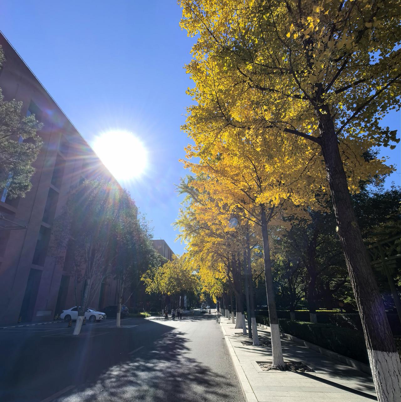 可以分享一张秋景的树叶的照片吗？秋，深了。叶儿，黄了，红了……