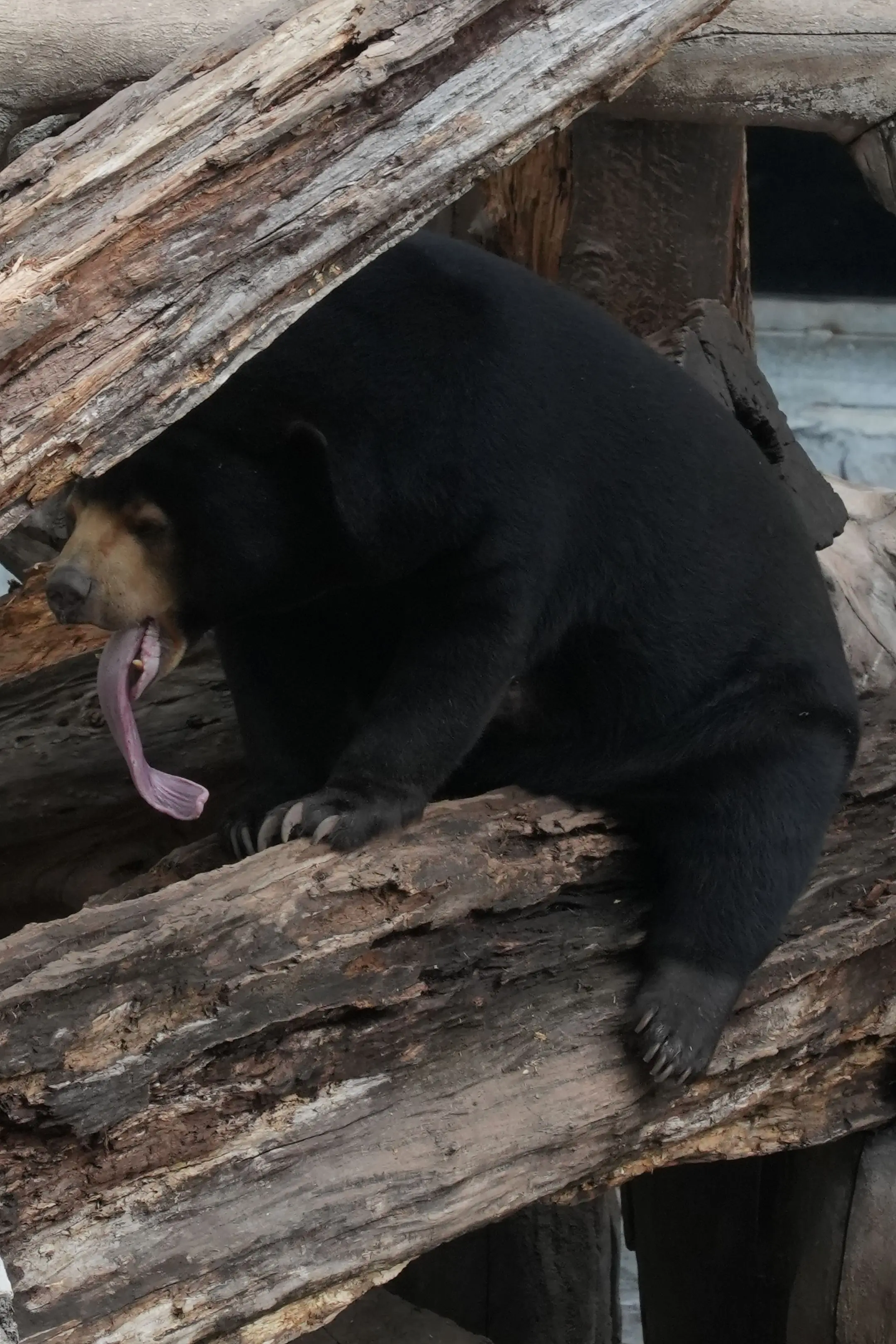 华女：不知道长舌妇的舌头有没有20厘米？我有！（马来熊的舌头有20-25厘米。）