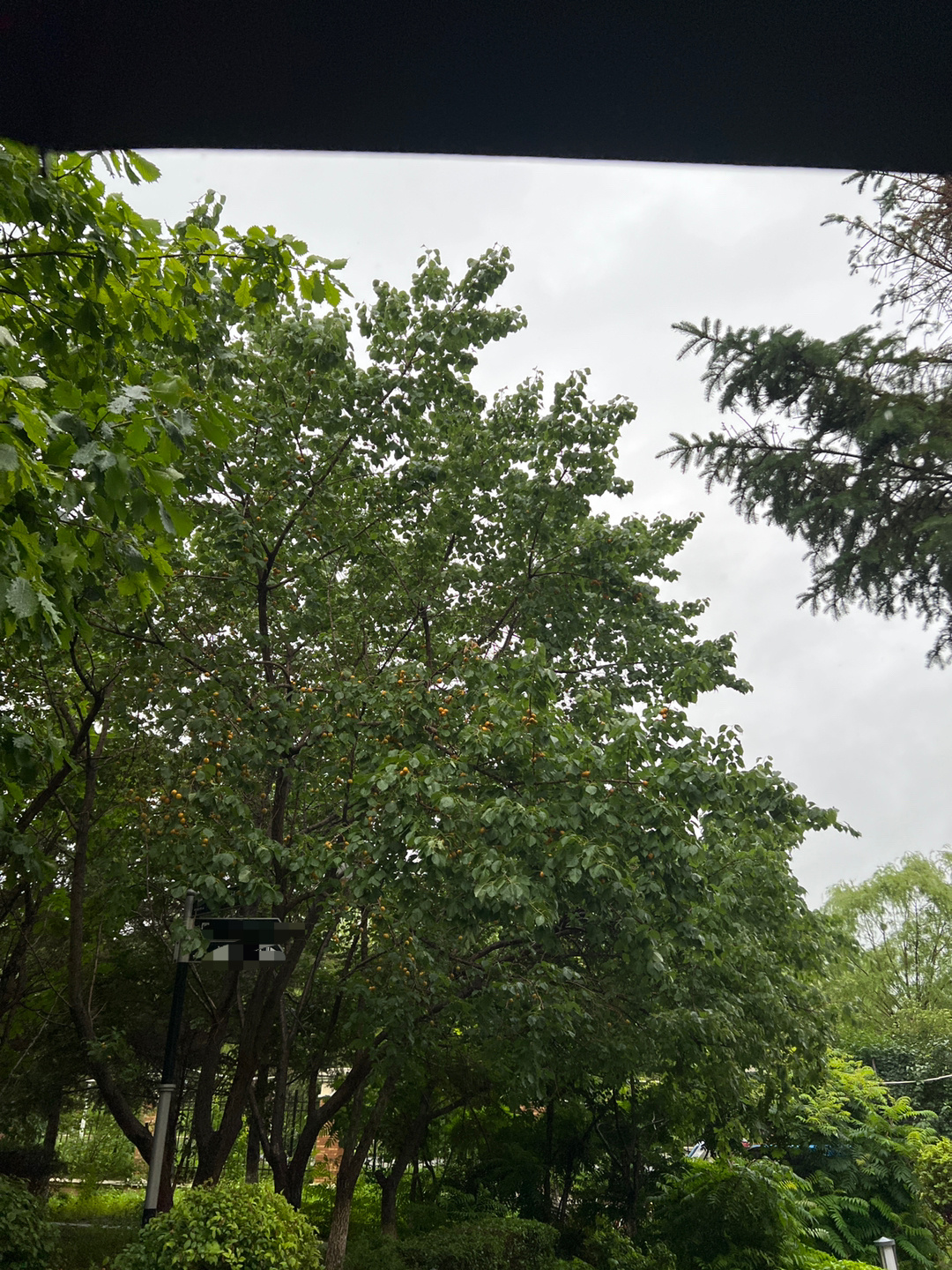 这雨从昨晚回家下到了今早出门，现在还没有停，树上结的果子都落了！ 