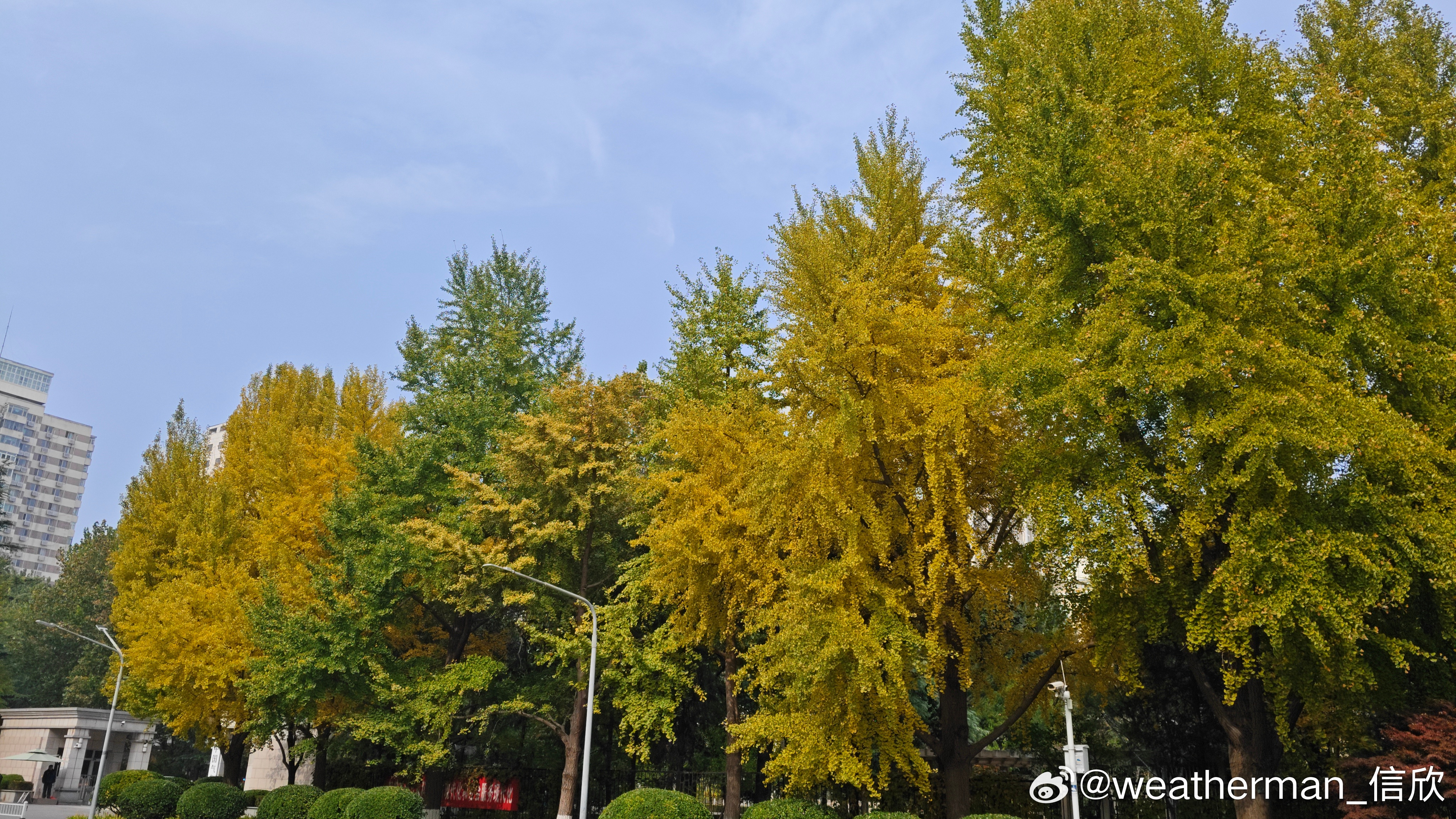 一周的时间，中国气象局里的银杏就明显变黄了。图1为上周四（10月30日），图2为
