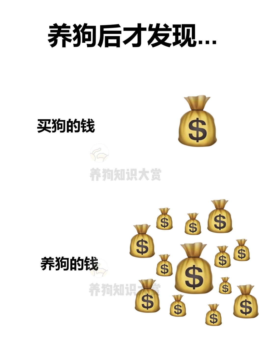养狗后才发现的事情…