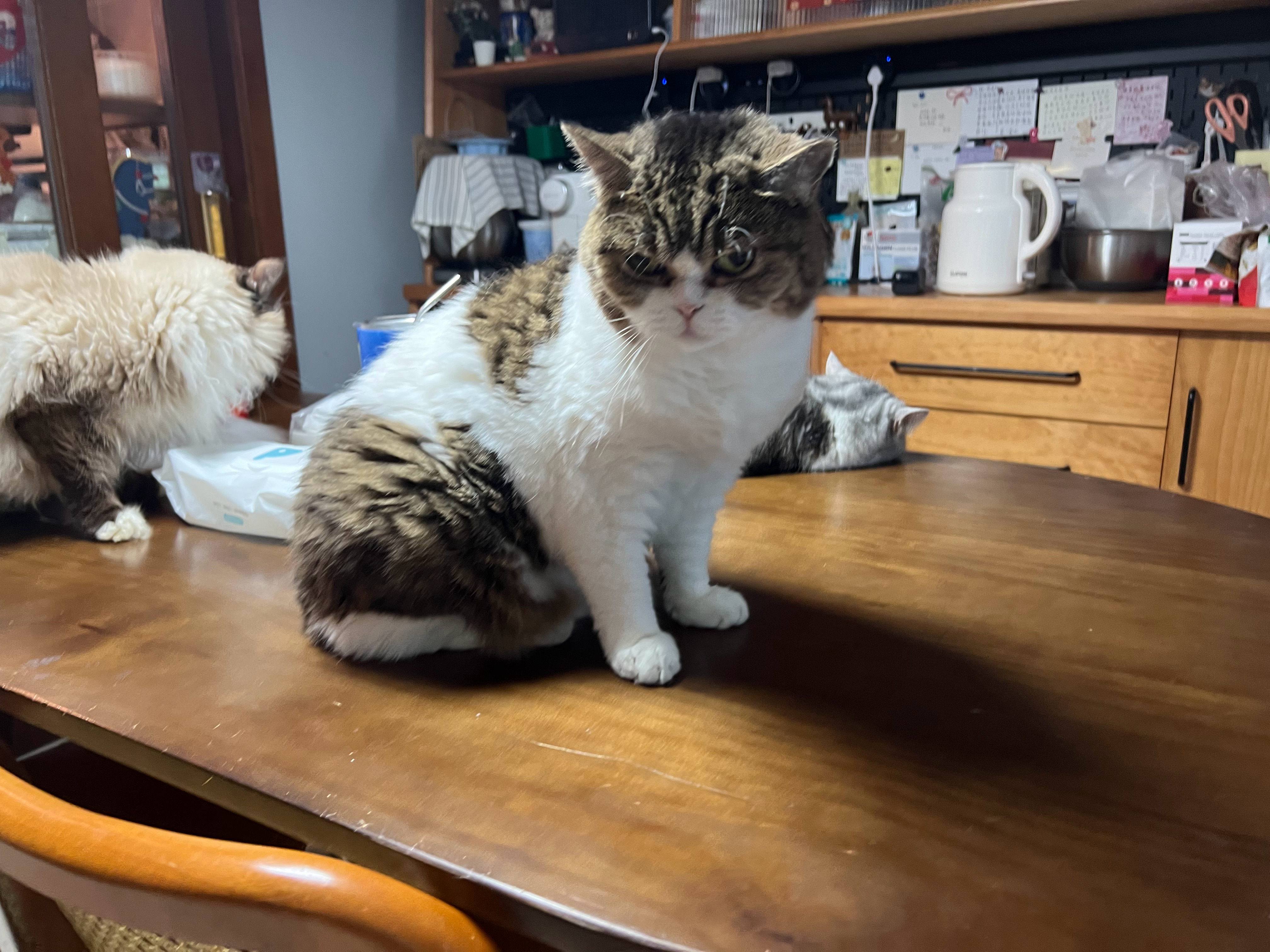 这是一张神奇的桌子每天都会随机长出多只不同的猫萌宠c位计划