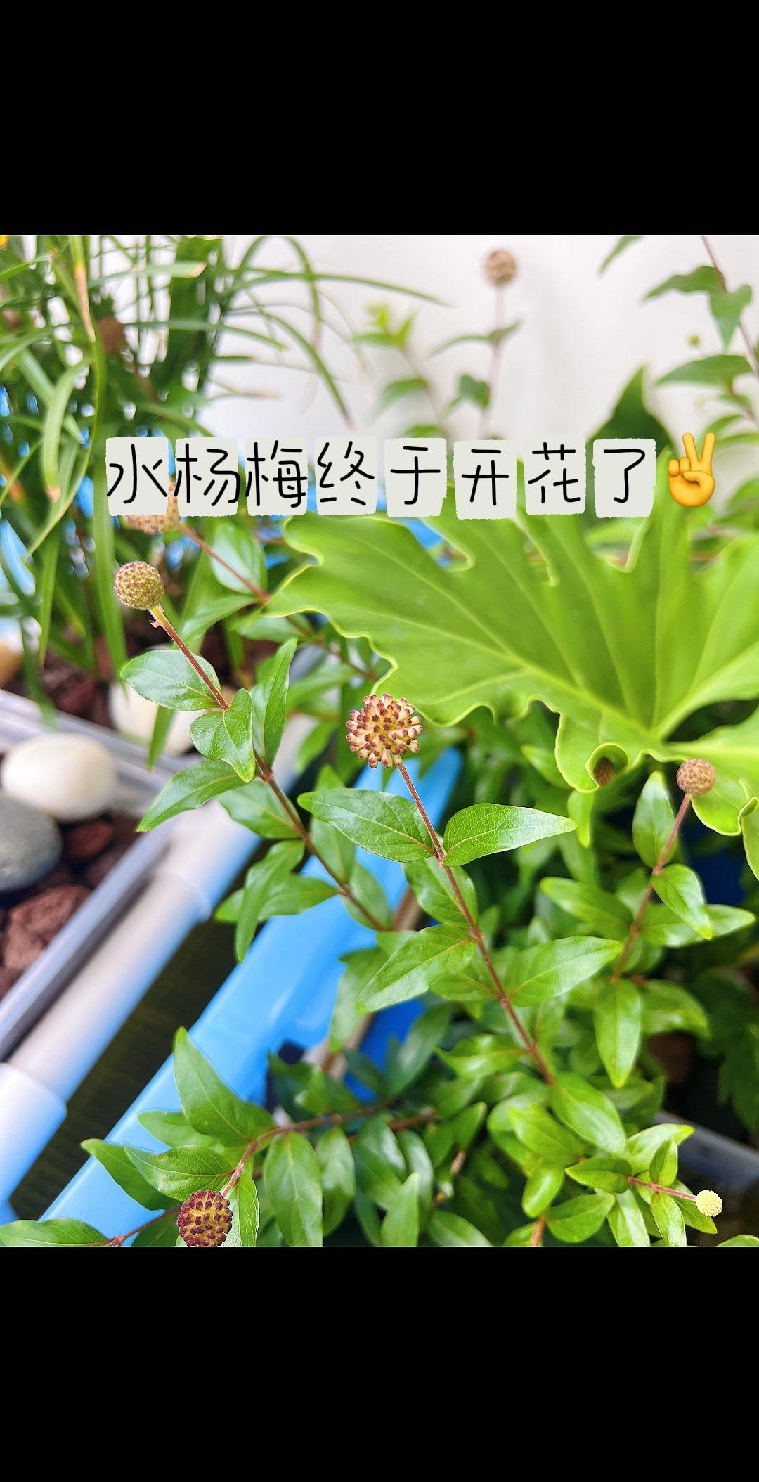龟缸“花魁”水杨梅上线！龟龟：“以后躲猫猫的地方，顺便还能赏花，主人太懂我了