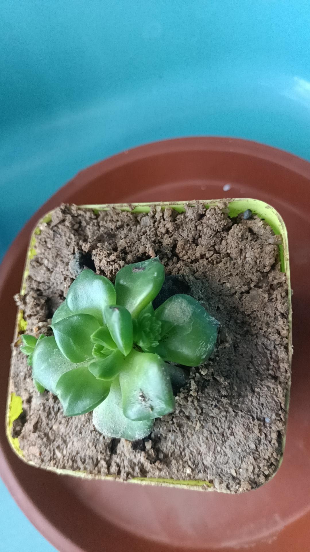 花世界你不懂它，它不理你