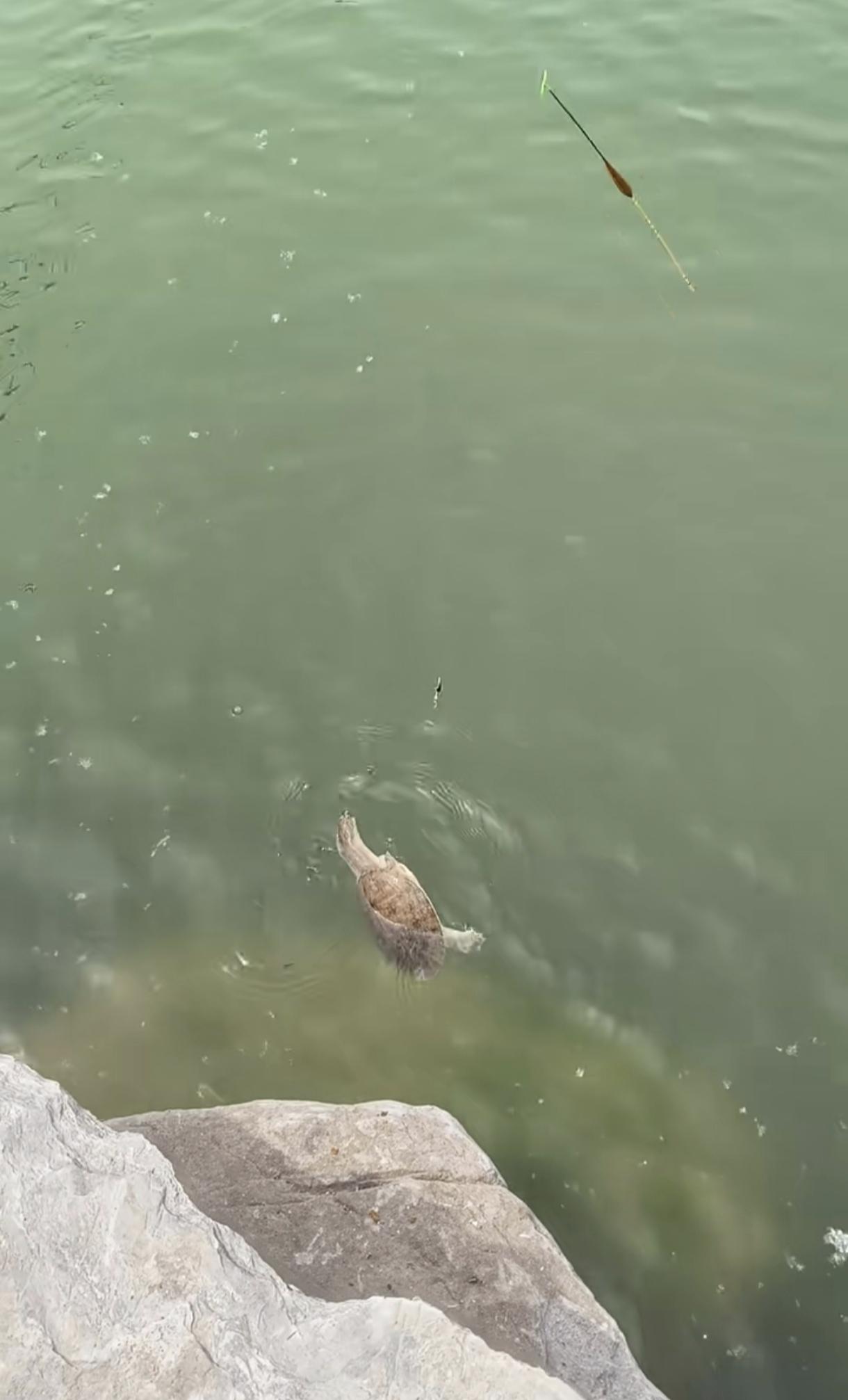 水里的王八