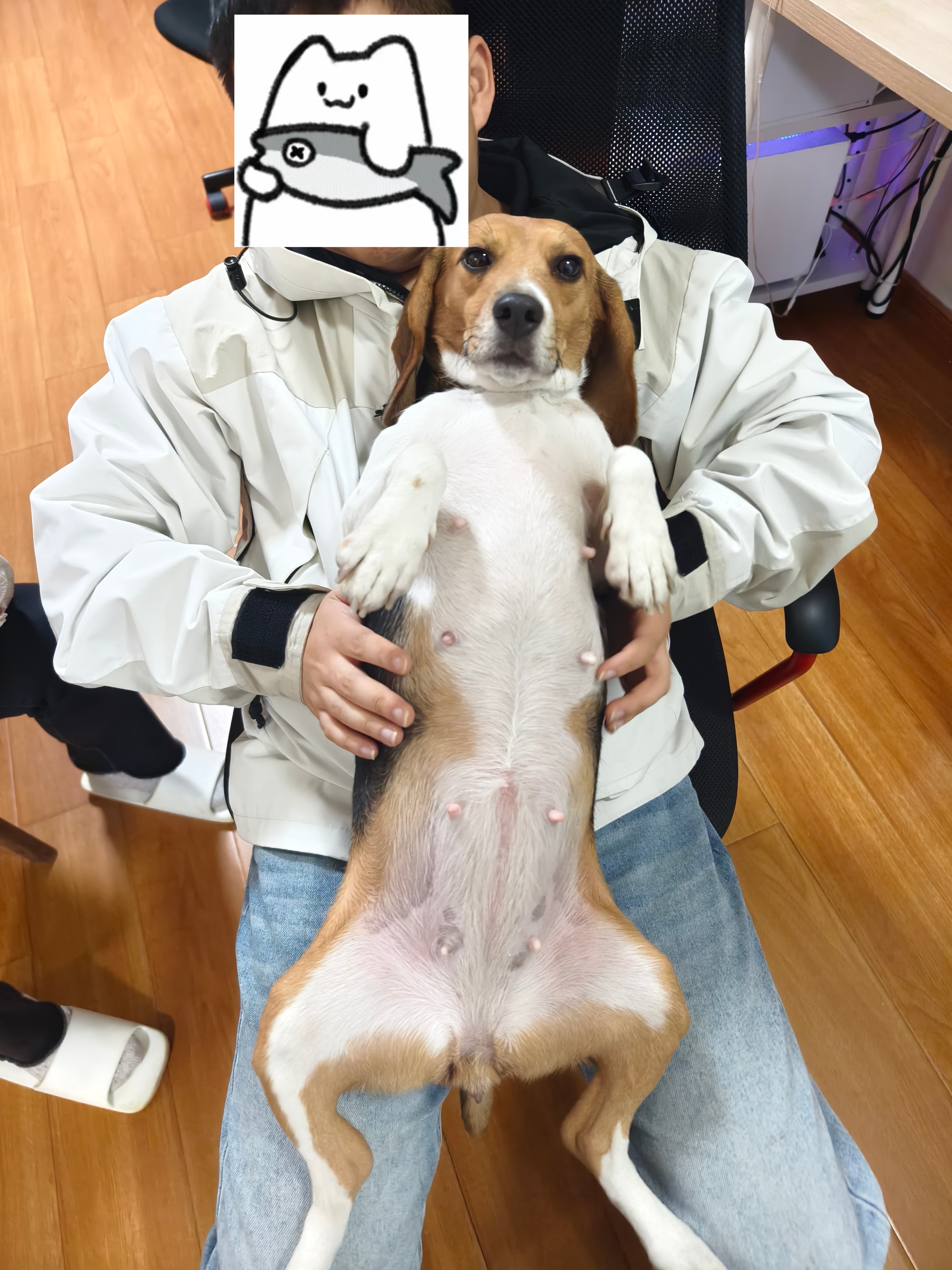 去朋友家玩狗，然后让她把小区里的狗友全部摇下来一起玩。哈哈哈哈。 ​​​
