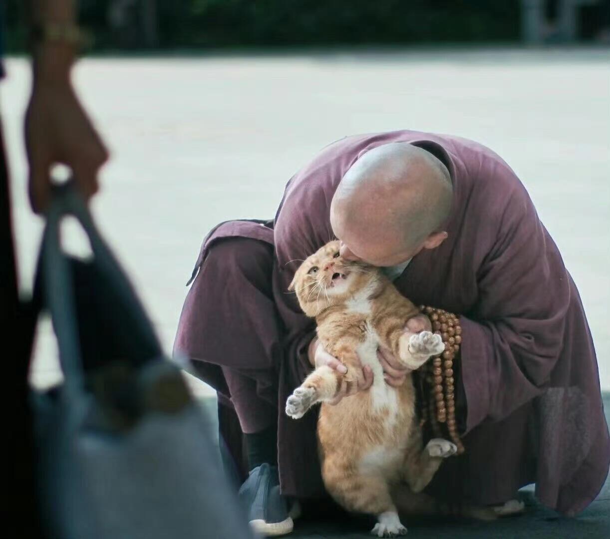 出家人也戒不了猫啊……