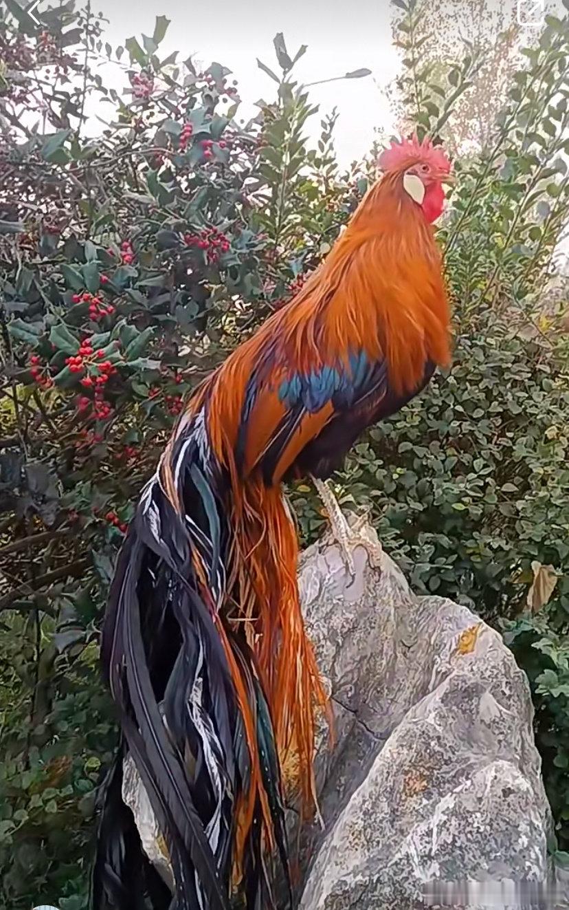 想不到这个世界上居然有这么神奇的物种，学名叫凤凰🐓 ​​​