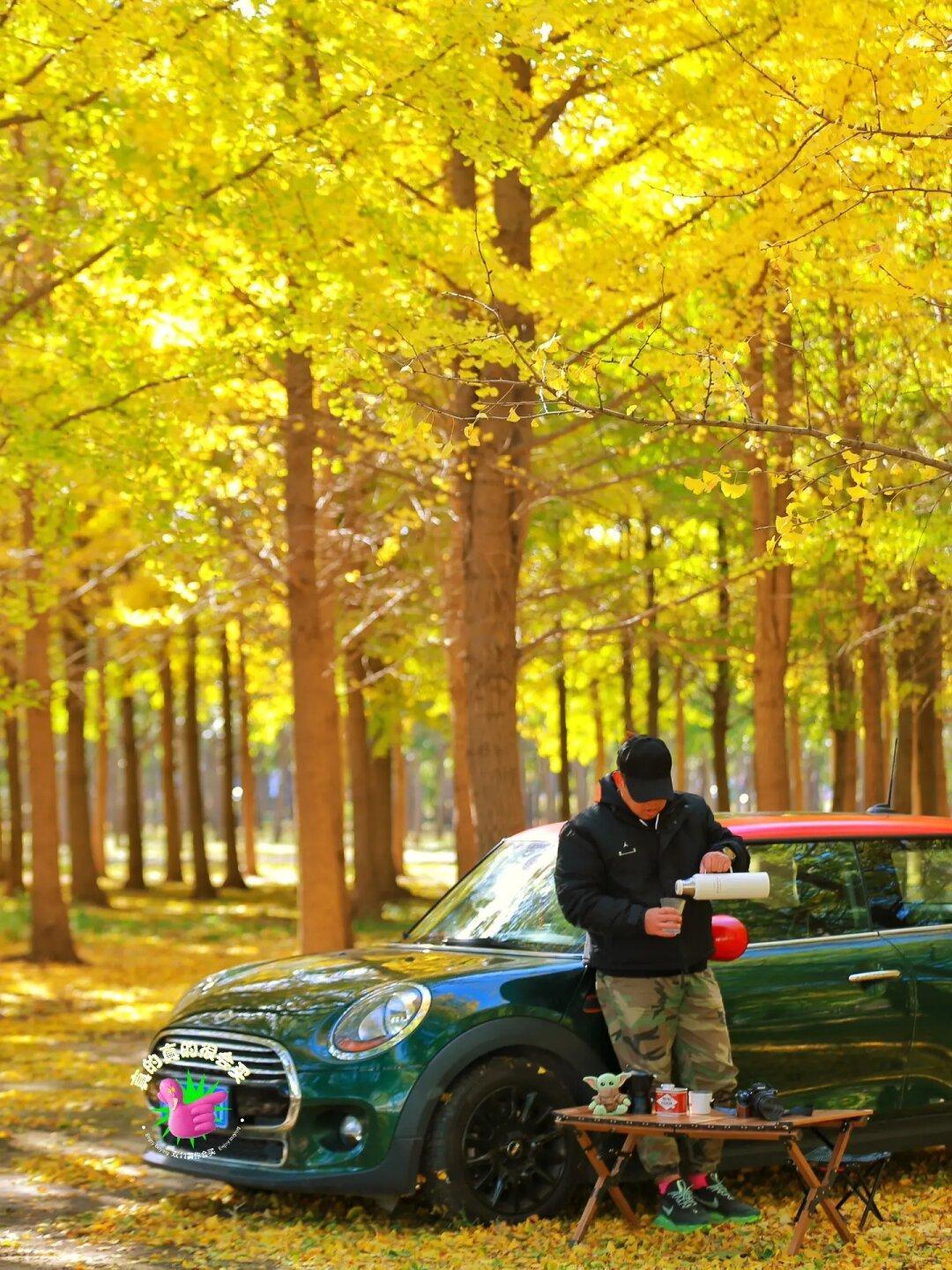 被无数人问，把车开进去的银杏林被我找到了