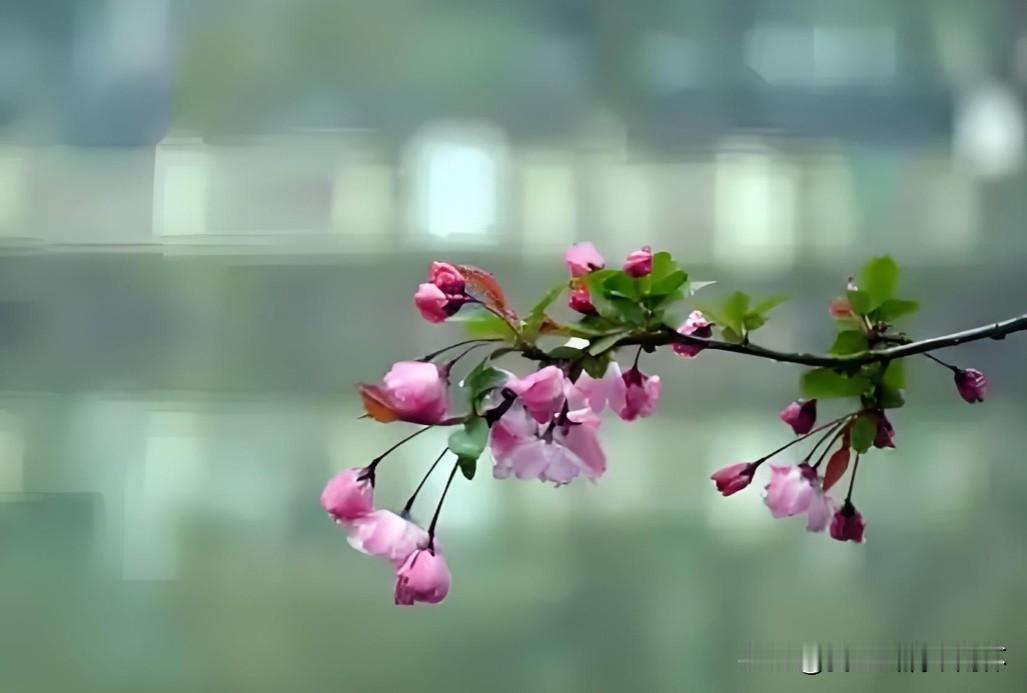 上联：月压海棠花影转
下联：有请雅士[玫瑰][玫瑰][玫瑰]