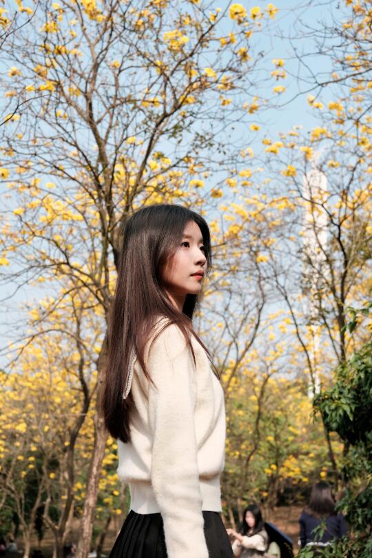 春天，风铃花开时💛