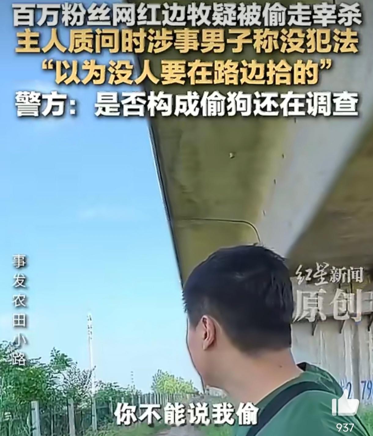 网红边牧疑被偷宰杀主人发声“捡的”不是免罪金牌。监控清晰记录“锄头”被强行带走转